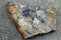 藏品(植物化石)的圖片